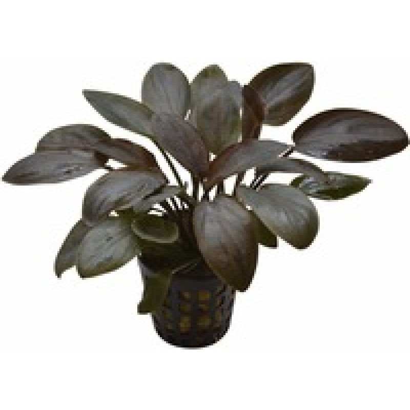 6x Lagenandra Meeboldii red